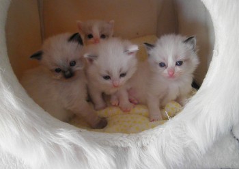 les chatons - portée Holly - 3 semaines - Chatterie Ragdolls du Val de Beauvoir